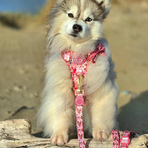 Disney© Lead - Jessie