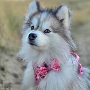 Disney© Bow Tie - Jessie