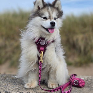Poo Bag Holder - Walkies Ready® Mulberry
