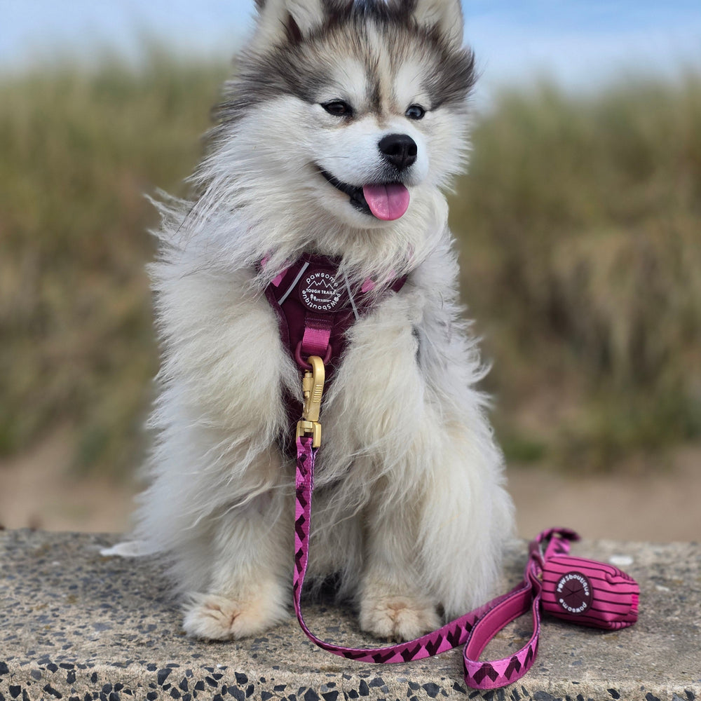 Lead - Walkies Ready® Mulberry