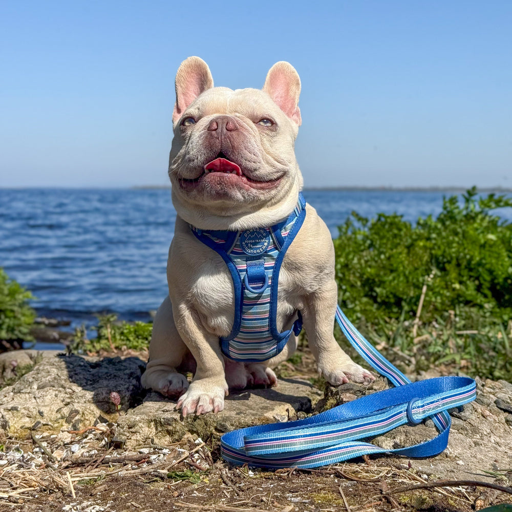 Lead - Sailor Stripes