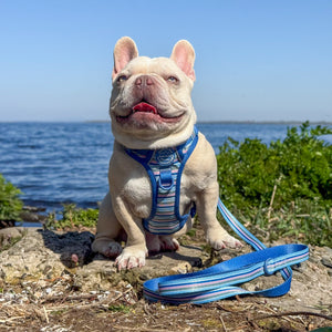 Lead - Sailor Stripes