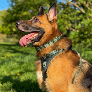 Adventure Collar - Forest Green (Size Large Only)