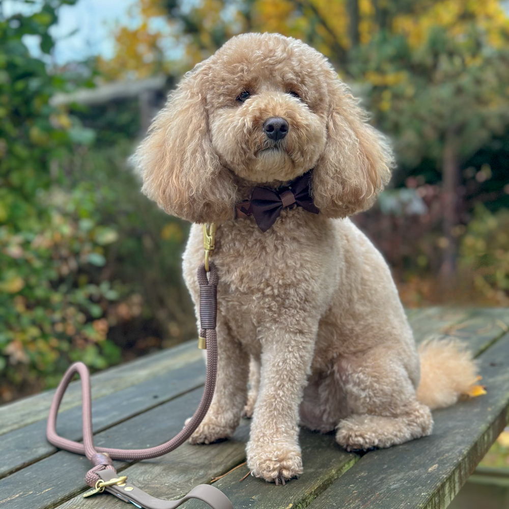 Bow Tie - Walkies Ready® - Chocolate Brown