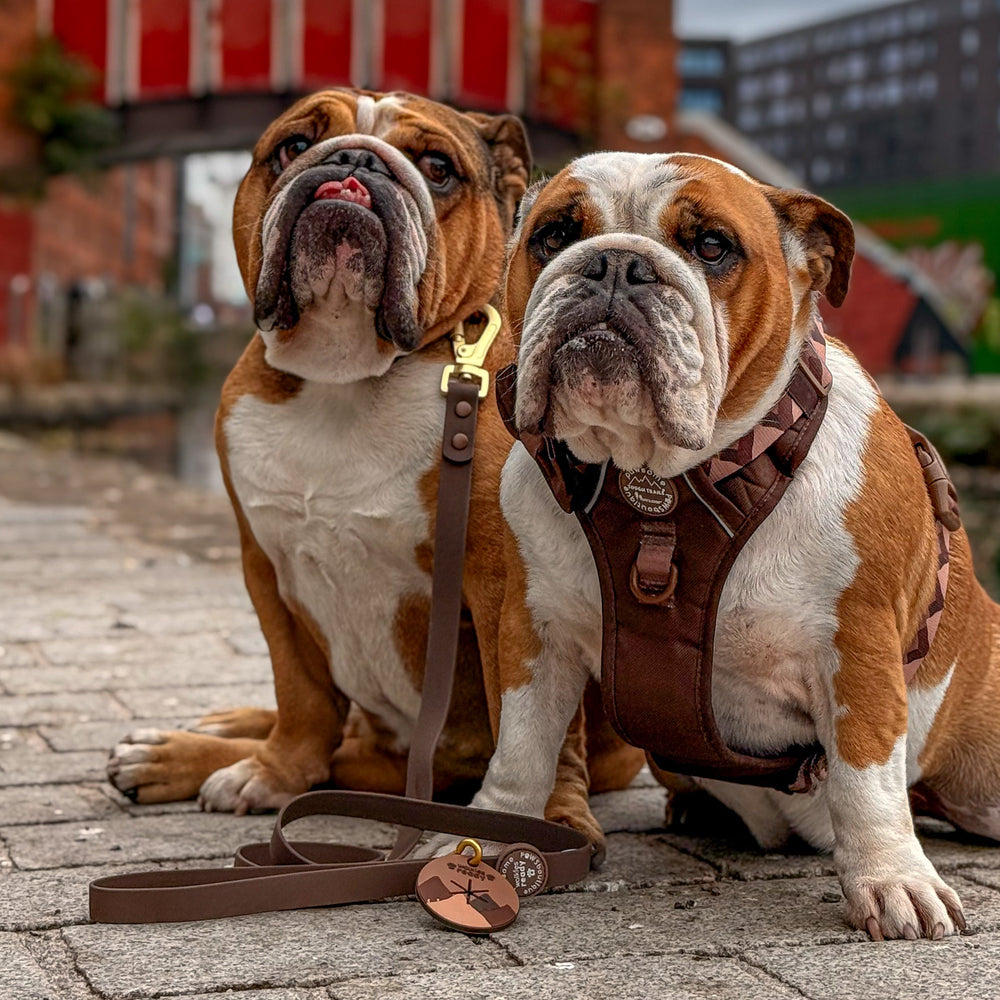 Pawsome Poop Pocket - Walkies Ready® - Chocolate Brown