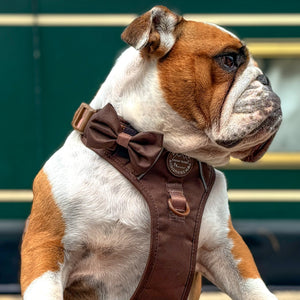 Bow Tie - Walkies Ready® - Chocolate Brown