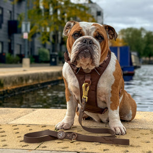 4ft Waterproof Lead - Walkies Ready® Chocolate Brown