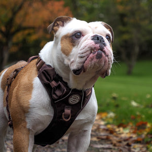 Bow Tie - Walkies Ready® - Chocolate Brown