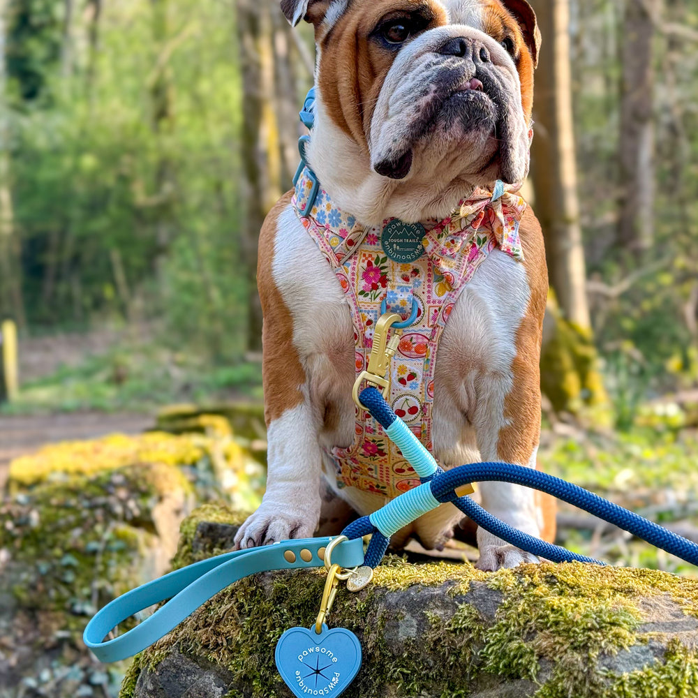 4ft Rope Lead - Royal Blue