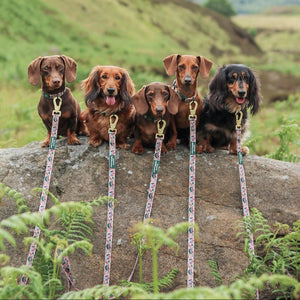 Lead - Adventure Awaits