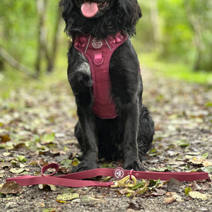 4ft Waterproof Lead - Walkies Ready® Mulberry
