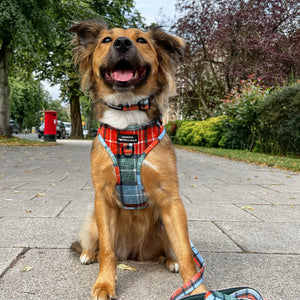 Lead - Harvest Plaid