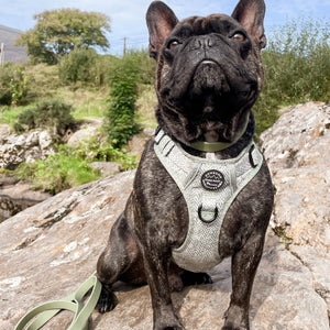 Tough Trails™ Harness - Country Thyme