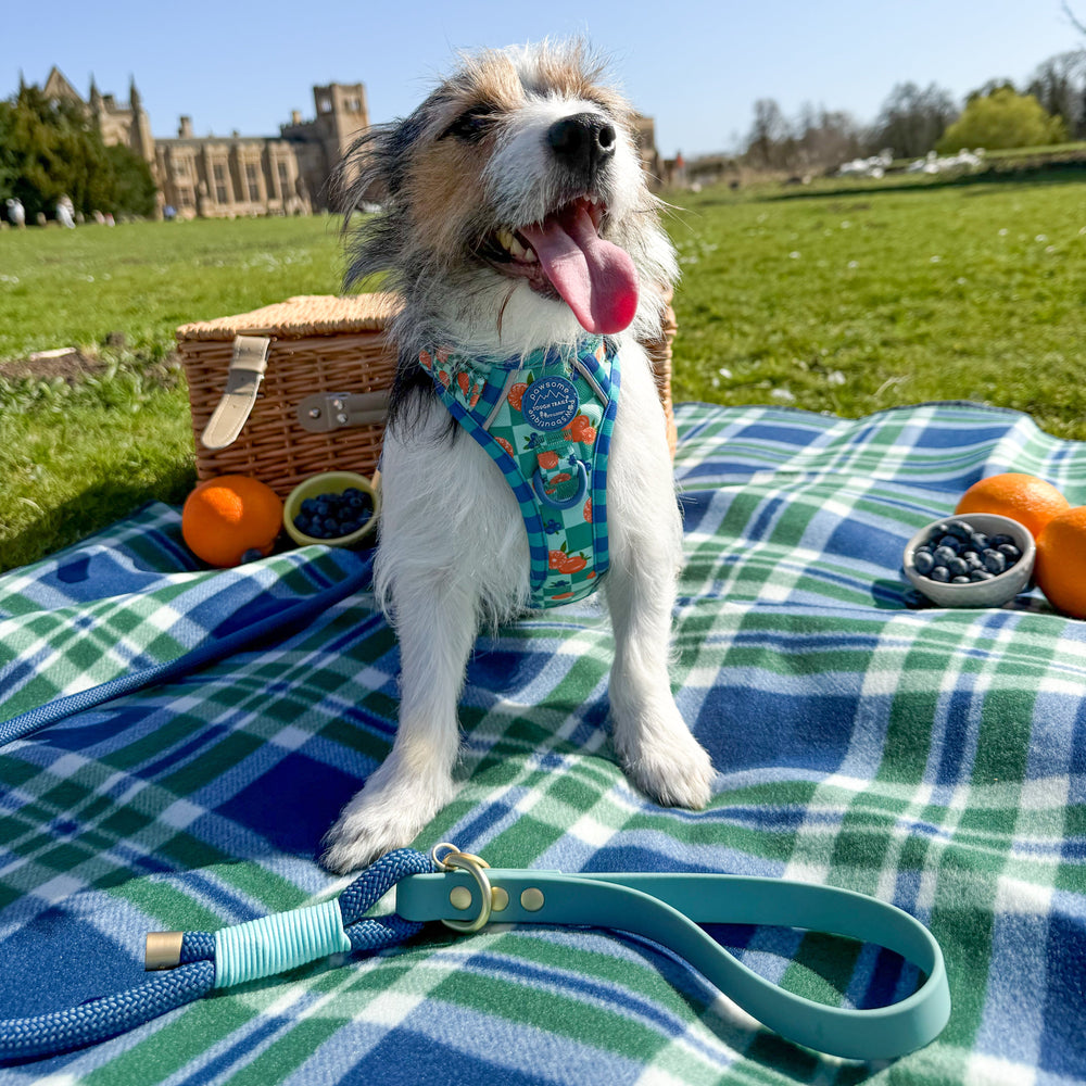 4ft Rope Lead - Royal Blue