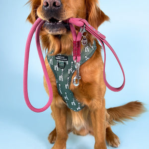 4ft Rope Lead - Wine Red