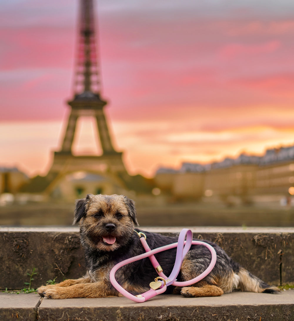 4ft Rope Lead - Emily In Paris