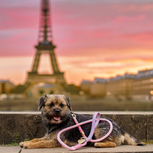 4ft Rope Lead - Emily In Paris