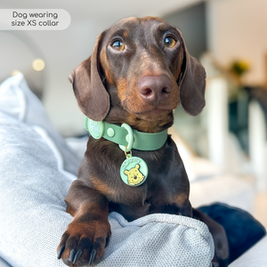 Disney© Waterproof Collar - 100 Aker Wood