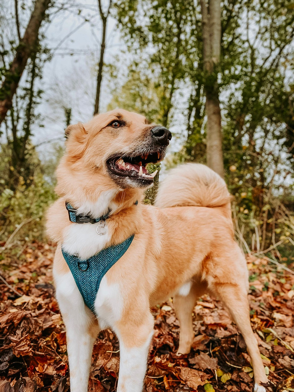 Collar - Country Teal