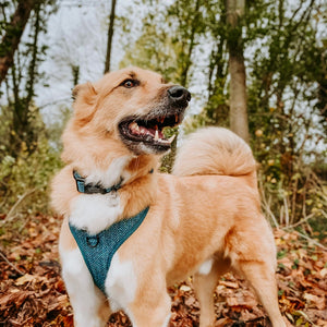 Collar - Country Teal