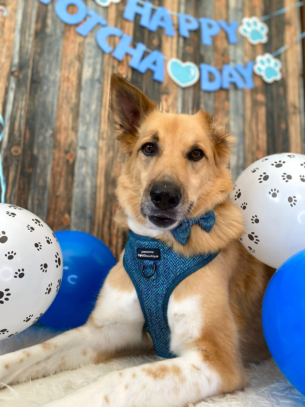 Bow Tie - Country Teal