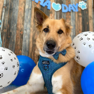 Bow Tie - Country Teal