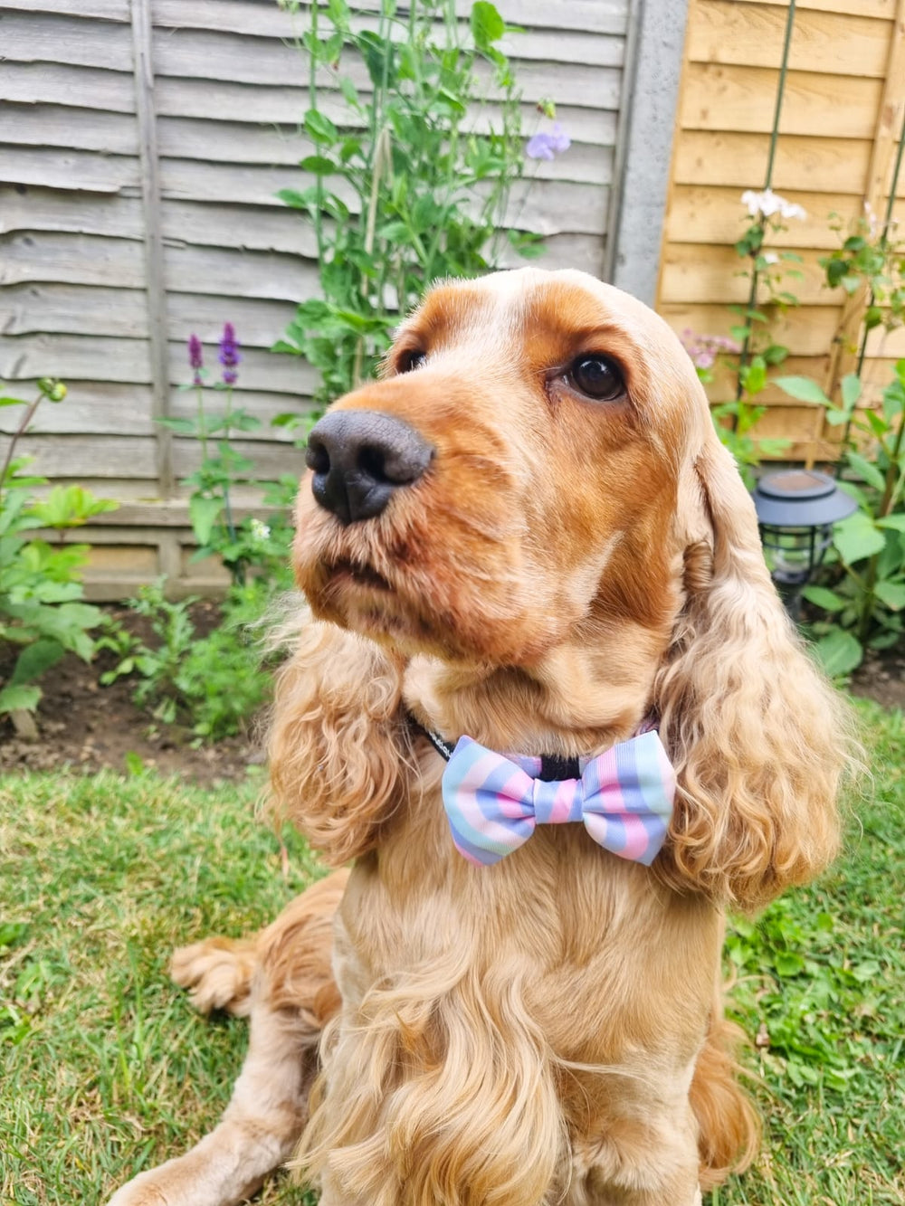 Bow Tie - PPB Pastel Swirl