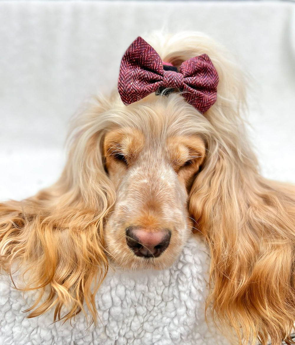 Bow Tie - Country Burgundy