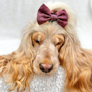 Bow Tie - Country Burgundy