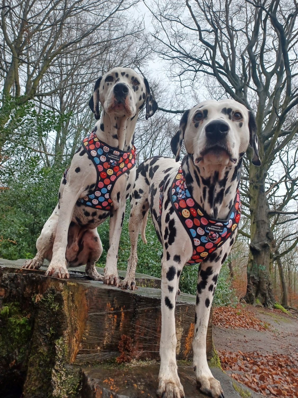 Adjustable Harness – Be Happy - Charity Collection