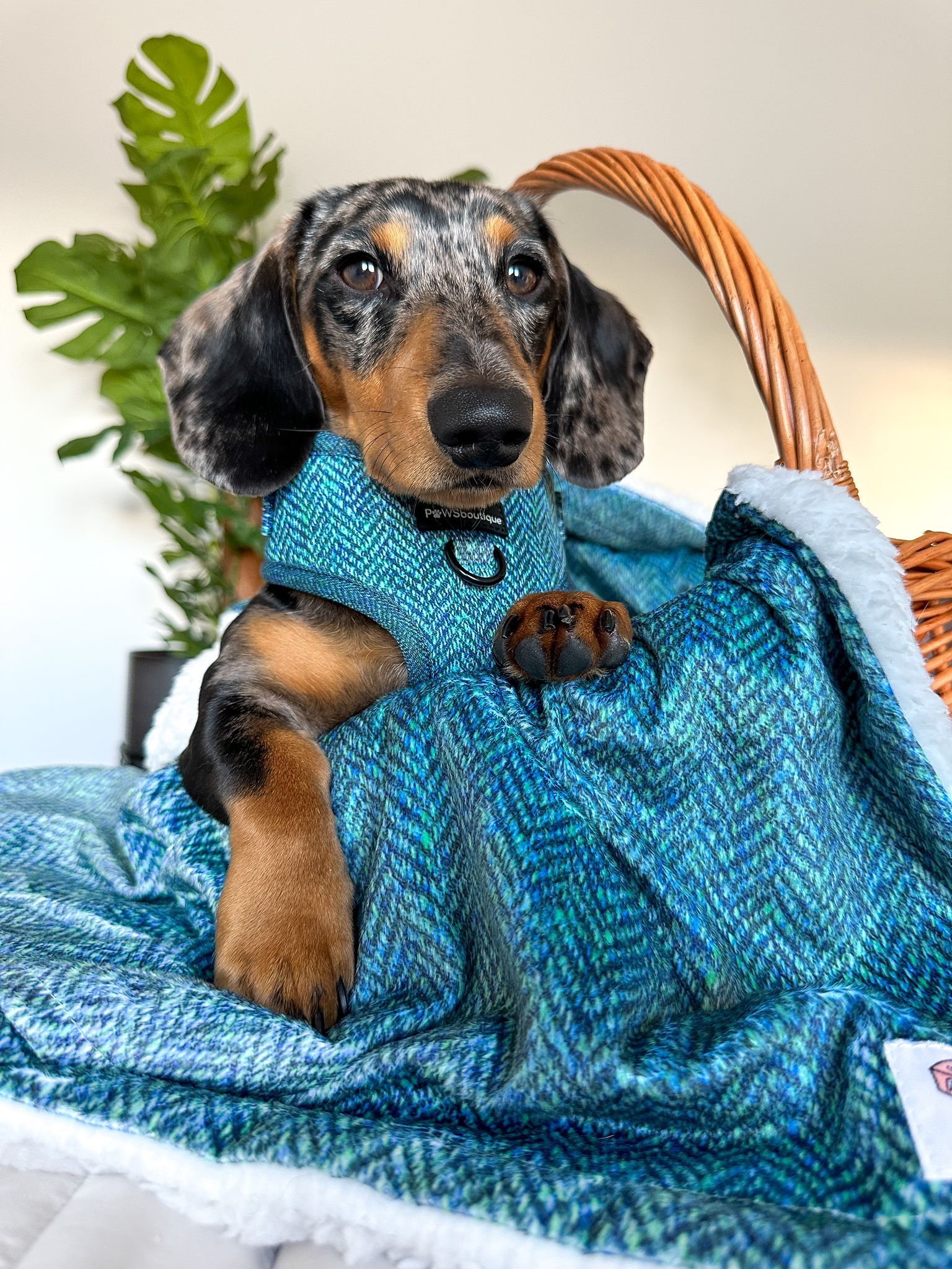 Dog Blanket - Country Teal – Pawsome Paws Boutique