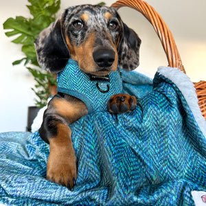 Dog Blanket - Country Teal