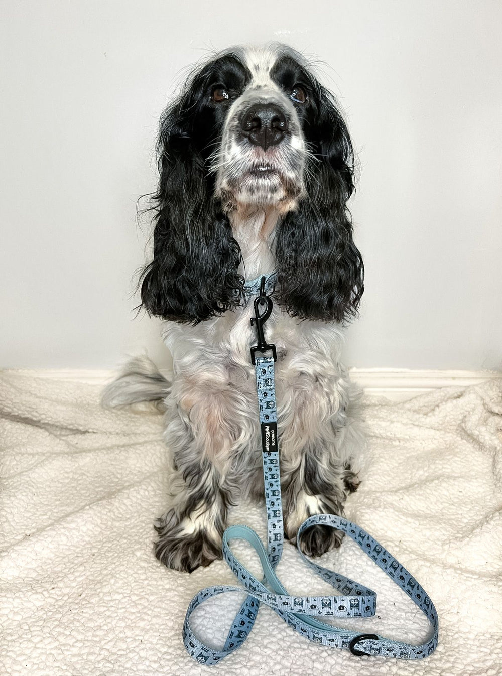 Lead - Reuben's Roadtrip