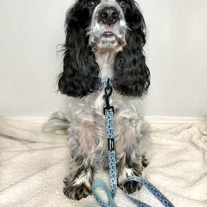 Lead - Reuben's Roadtrip