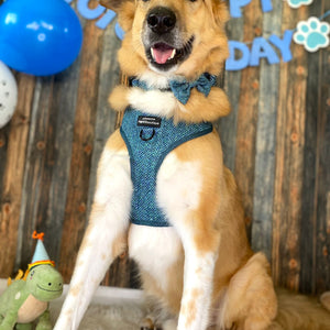 Collar - Country Teal
