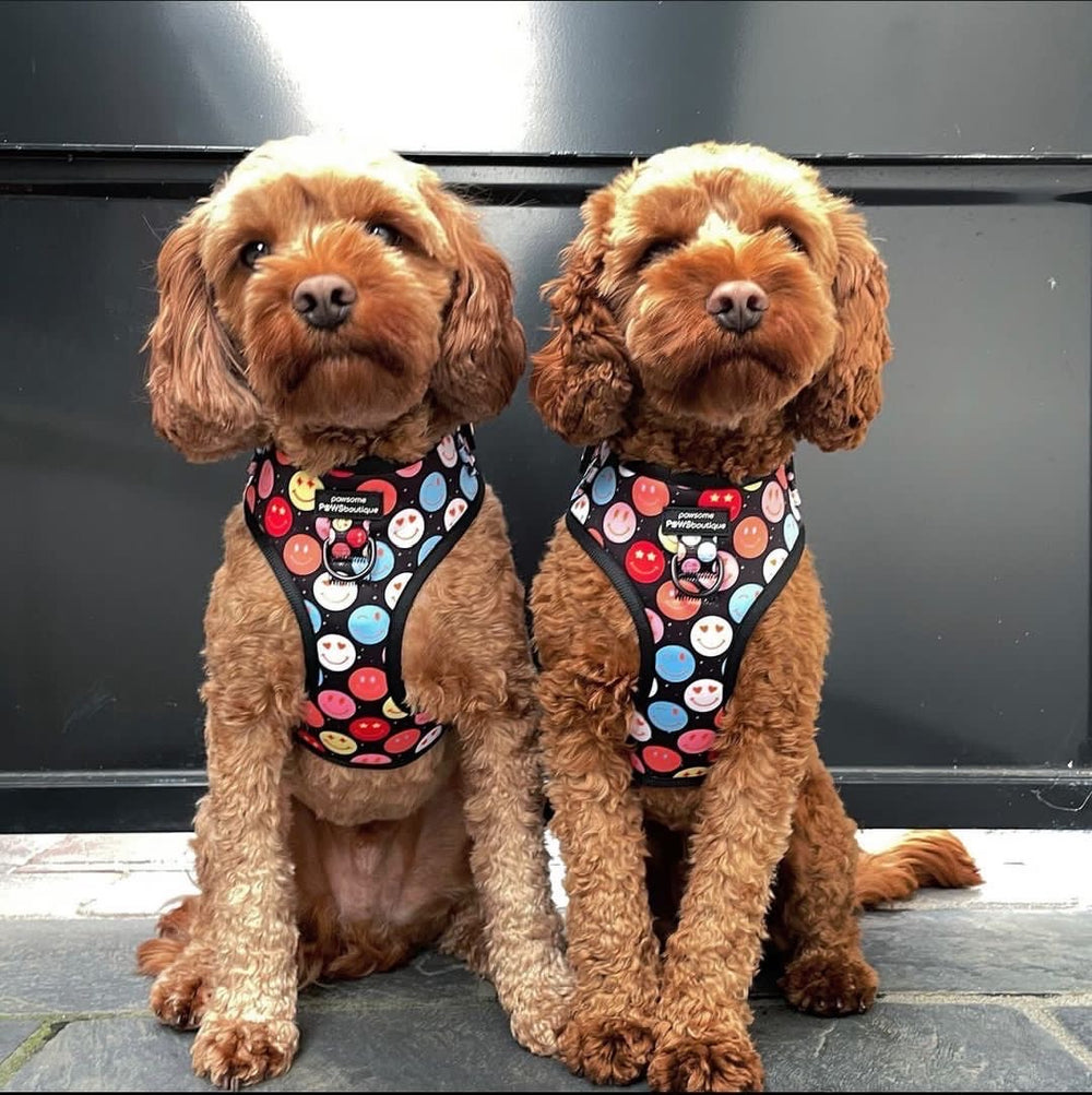 Adjustable Harness – Be Happy - Charity Collection