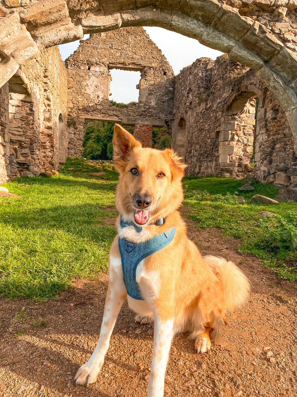 Collar - Country Teal