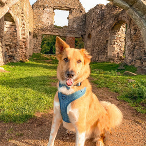 Collar - Country Teal