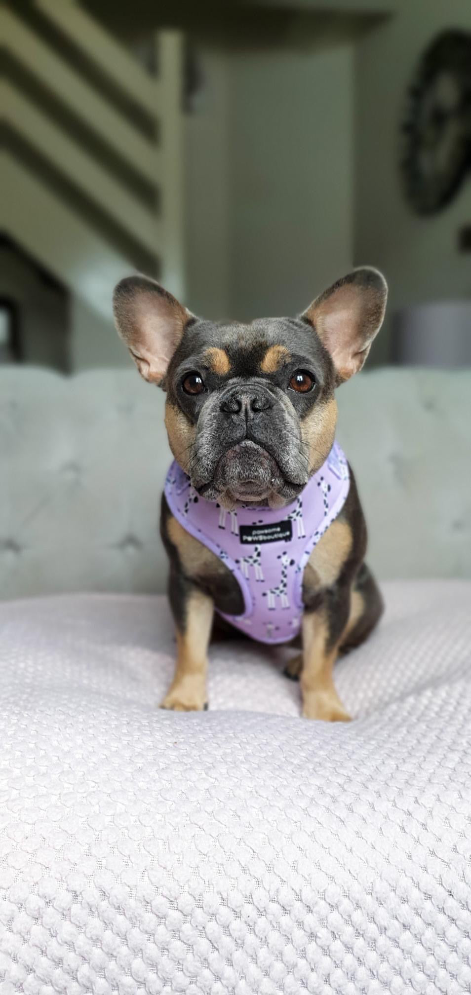 Adjustable Harness - Georgina The Giraffe