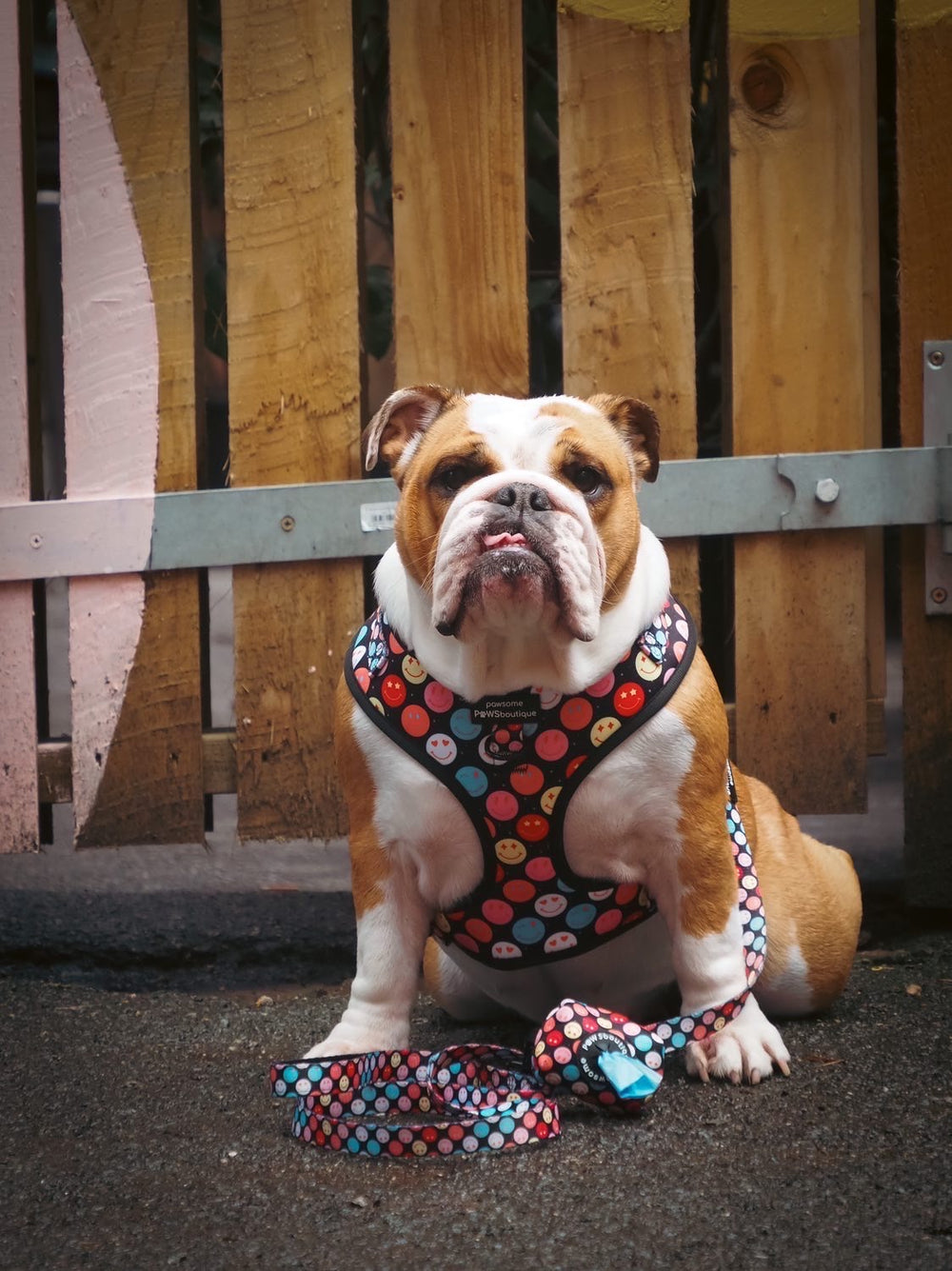 Adjustable Harness – Be Happy - Charity Collection