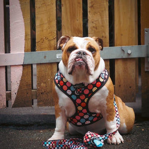 Adjustable Harness – Be Happy - Charity Collection
