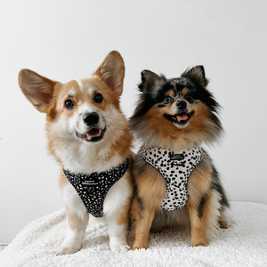 Adjustable Harness – Perdita