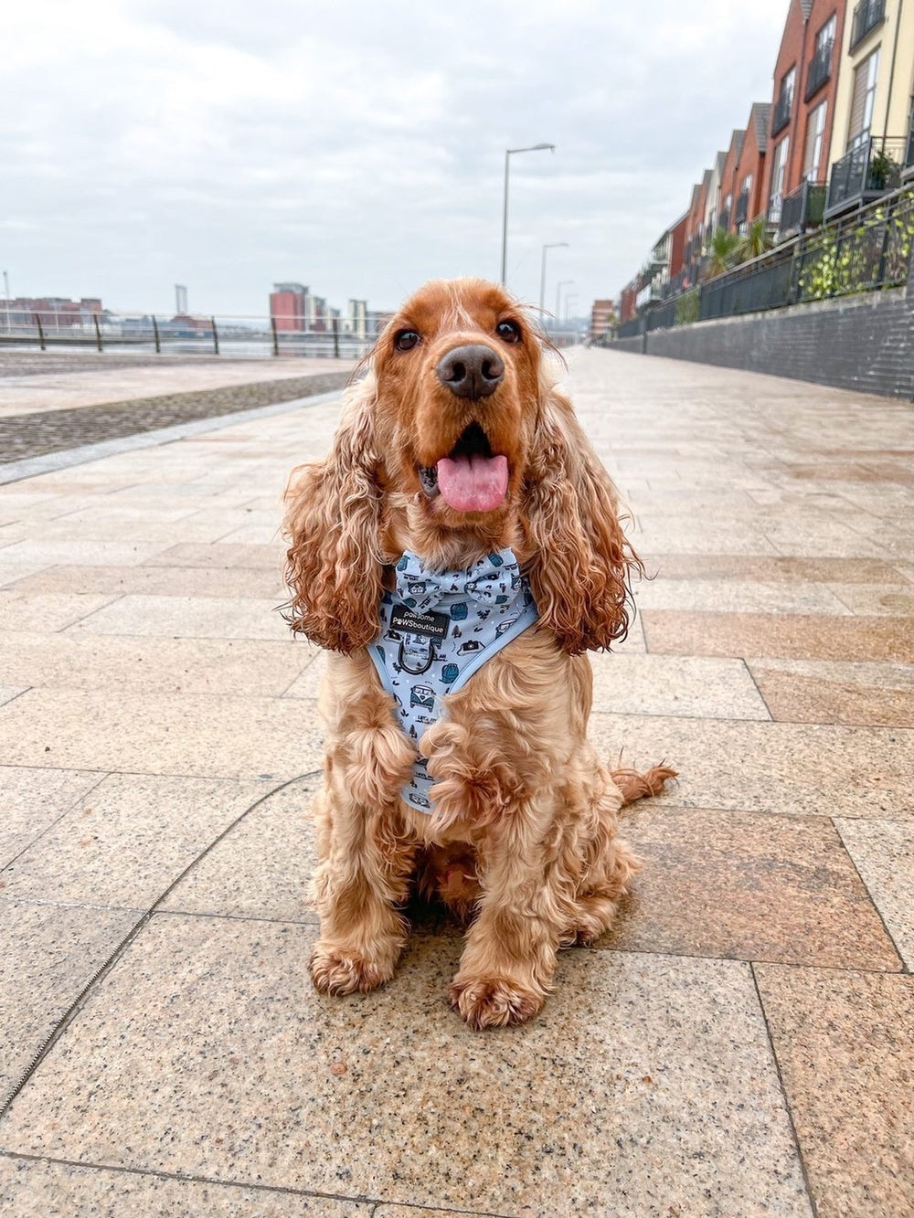 Bow Tie - Reuben's Roadtrip