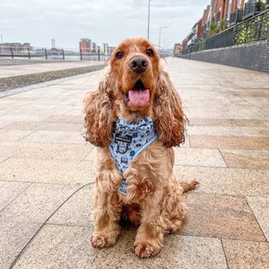 Bow Tie - Reuben's Roadtrip