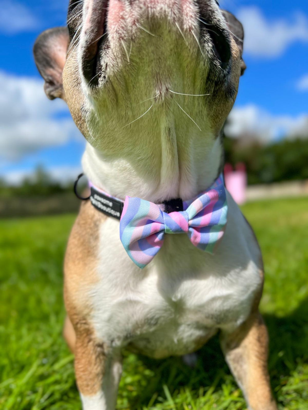 Bow Tie - PPB Pastel Swirl