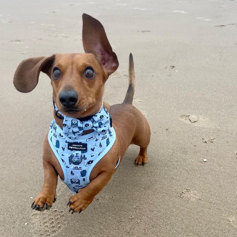 Bow Tie - Reuben's Roadtrip