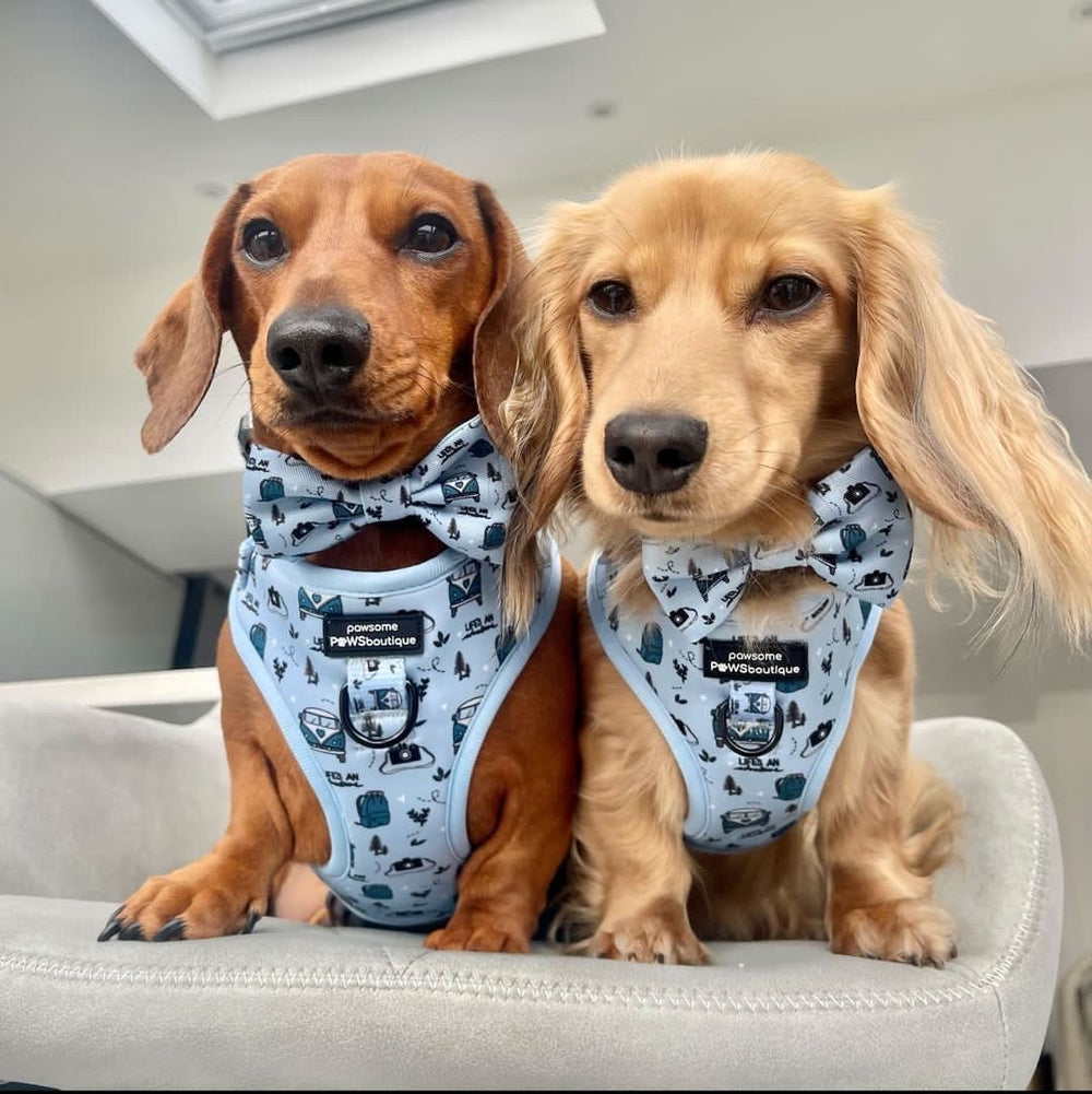 Bow Tie - Reuben's Roadtrip