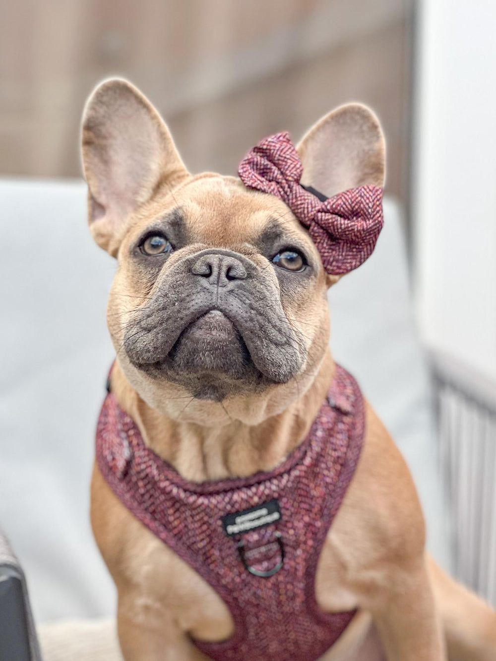Bow Tie - Country Burgundy