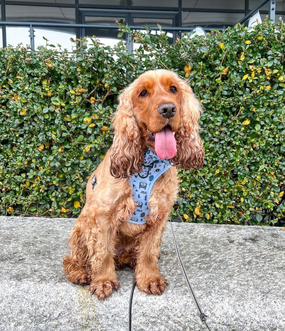 Bow Tie - Reuben's Roadtrip