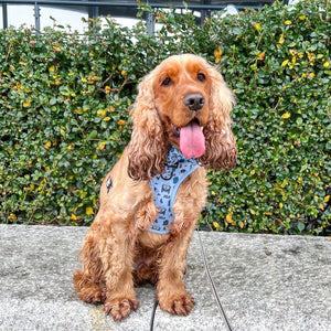 Bow Tie - Reuben's Roadtrip